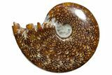 Polished Ammonite (Cleoniceras) Fossil - Madagascar #352356-1